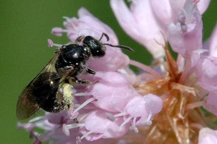 Lasioglossum fratellum © James K. Lindsey
