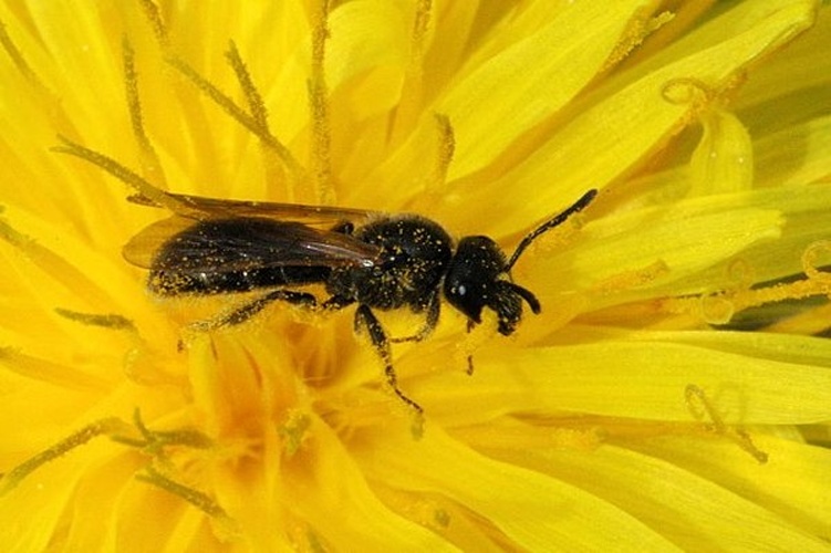 Lasioglossum fulvicorne © James K. Lindsey