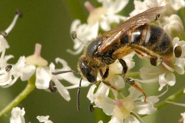 Lasioglossum laevigatum © James K. Lindsey