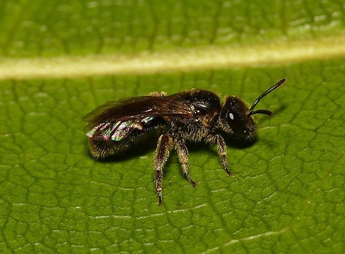 Lasioglossum laticeps © <table style="width:100%; border:1px solid #aaa; background:#efd; text-align:center"><tbody><tr>
<td>
<a href="//commons.wikimedia.org/wiki/File:Aspitates_ochrearia.jpg" class="image"><img alt="Aspitates ochrearia.jpg" src="https://upload.wikimedia.org/wikipedia/commons/thumb/b/bc/Aspitates_ochrearia.jpg/55px-Aspitates_ochrearia.jpg" decoding="async" width="55" height="41" srcset="https://upload.wikimedia.org/wikipedia/commons/thumb/b/bc/Aspitates_ochrearia.jpg/83px-Aspitates_ochrearia.jpg 1.5x, https://upload.wikimedia.org/wikipedia/commons/thumb/b/bc/Aspitates_ochrearia.jpg/110px-Aspitates_ochrearia.jpg 2x" data-file-width="800" data-file-height="600"></a>
</td>
<td>This image is created by user <a rel="nofollow" class="external text" href="http://waarneming.nl/user/photos/19474">Dick Belgers</a> at <a rel="nofollow" class="external text" href="http://waarneming.nl/">waarneming.nl</a>, a source of nature observations in the Netherlands.
</td>
</tr></tbody></table>