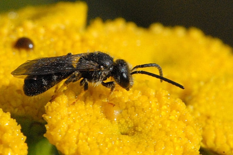 Lasioglossum lativentre &copy; James K. Lindsey
