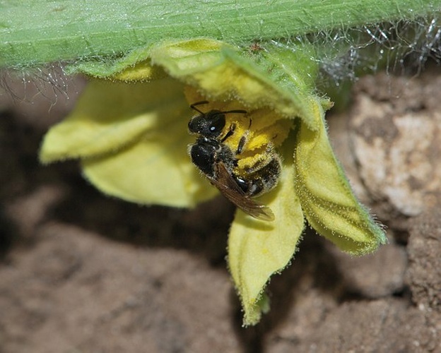 Lasioglossum malachurum &copy; Gideon Pisanty (<a href="//commons.wikimedia.org/wiki/User:Gidip" title="User:Gidip">Gidip</a>) גדעון פיזנטי