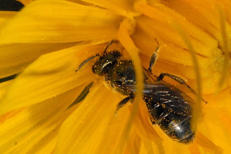 Lasioglossum morio © James K. Lindsey