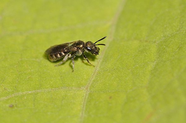 Lasioglossum nitidulum &copy; <a href="//commons.wikimedia.org/wiki/User:Aiwok" title="User:Aiwok">Aiwok</a>
