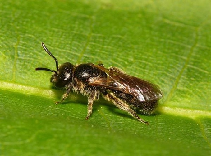 Lasioglossum pauxillum © <table style="width:100%; border:1px solid #aaa; background:#efd; text-align:center"><tbody><tr>
<td>
<a href="//commons.wikimedia.org/wiki/File:Aspitates_ochrearia.jpg" class="image"><img alt="Aspitates ochrearia.jpg" src="https://upload.wikimedia.org/wikipedia/commons/thumb/b/bc/Aspitates_ochrearia.jpg/55px-Aspitates_ochrearia.jpg" decoding="async" width="55" height="41" srcset="https://upload.wikimedia.org/wikipedia/commons/thumb/b/bc/Aspitates_ochrearia.jpg/83px-Aspitates_ochrearia.jpg 1.5x, https://upload.wikimedia.org/wikipedia/commons/thumb/b/bc/Aspitates_ochrearia.jpg/110px-Aspitates_ochrearia.jpg 2x" data-file-width="800" data-file-height="600"></a>
</td>
<td>This image is created by user <a rel="nofollow" class="external text" href="http://waarneming.nl/user/photos/19474">Dick Belgers</a> at <a rel="nofollow" class="external text" href="http://waarneming.nl/">waarneming.nl</a>, a source of nature observations in the Netherlands.
</td>
</tr></tbody></table>