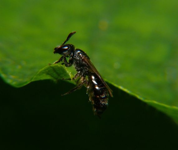 Lasioglossum punctatissimum © <table style="width:100%; border:1px solid #aaa; background:#efd; text-align:center"><tbody><tr>
<td>
<a href="//commons.wikimedia.org/wiki/File:Aspitates_ochrearia.jpg" class="image"><img alt="Aspitates ochrearia.jpg" src="https://upload.wikimedia.org/wikipedia/commons/thumb/b/bc/Aspitates_ochrearia.jpg/55px-Aspitates_ochrearia.jpg" decoding="async" width="55" height="41" srcset="https://upload.wikimedia.org/wikipedia/commons/thumb/b/bc/Aspitates_ochrearia.jpg/83px-Aspitates_ochrearia.jpg 1.5x, https://upload.wikimedia.org/wikipedia/commons/thumb/b/bc/Aspitates_ochrearia.jpg/110px-Aspitates_ochrearia.jpg 2x" data-file-width="800" data-file-height="600"></a>
</td>
<td>This image is created by user <a rel="nofollow" class="external text" href="http://waarneming.nl/user/photos/19474">Dick Belgers</a> at <a rel="nofollow" class="external text" href="http://waarneming.nl/">waarneming.nl</a>, a source of nature observations in the Netherlands.
</td>
</tr></tbody></table>