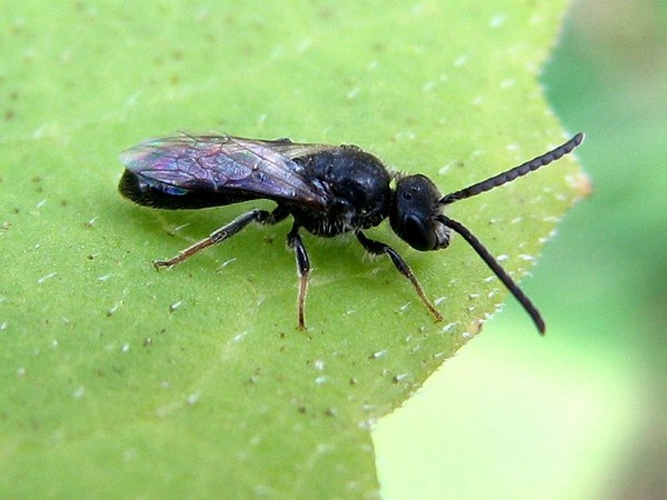 Lasioglossum rufitarse © J. Lång