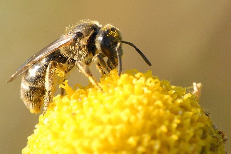 Lasioglossum villosulum © James K. Lindsey