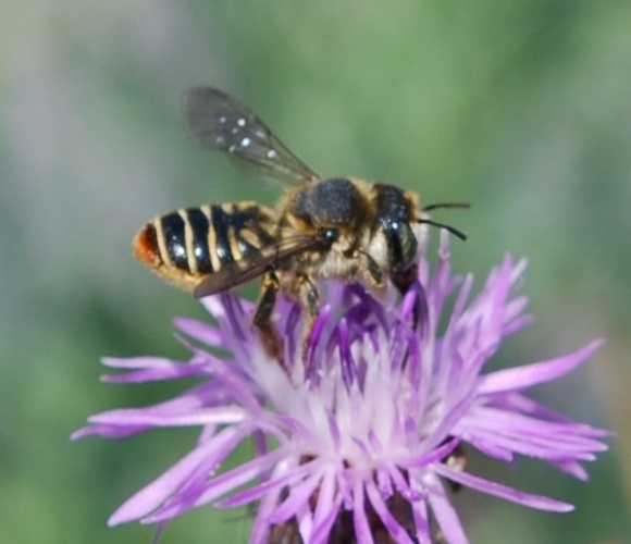 Lithurgus chrysurus &copy; <a rel="nofollow" class="external text" href="https://www.flickr.com/people/38875278@N08">John Baker</a>