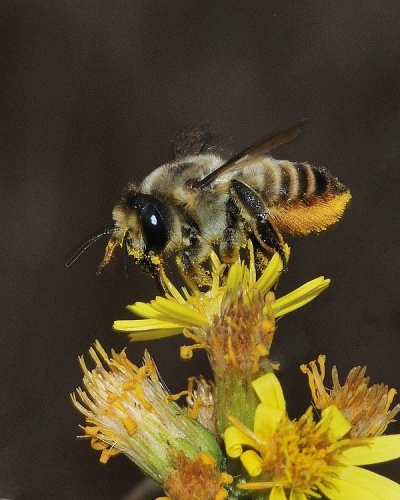 Megachile lagopoda &copy; Gideon Pisanty (<a href="//commons.wikimedia.org/wiki/User:Gidip" title="User:Gidip">Gidip</a>) גדעון פיזנטי