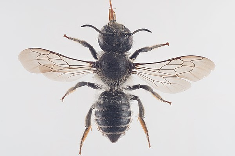 Megachile lapponica &copy; Arnstein Staverløkk/Norsk institutt for naturforskning