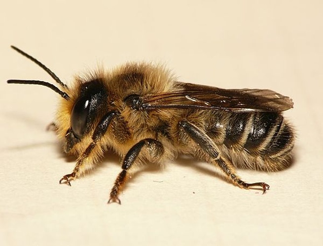 Megachile ligniseca © <table style="width:100%; border:1px solid #aaa; background:#efd; text-align:center"><tbody><tr>
<td>
<a href="//commons.wikimedia.org/wiki/File:Aspitates_ochrearia.jpg" class="image"><img alt="Aspitates ochrearia.jpg" src="https://upload.wikimedia.org/wikipedia/commons/thumb/b/bc/Aspitates_ochrearia.jpg/55px-Aspitates_ochrearia.jpg" decoding="async" width="55" height="41" srcset="https://upload.wikimedia.org/wikipedia/commons/thumb/b/bc/Aspitates_ochrearia.jpg/83px-Aspitates_ochrearia.jpg 1.5x, https://upload.wikimedia.org/wikipedia/commons/thumb/b/bc/Aspitates_ochrearia.jpg/110px-Aspitates_ochrearia.jpg 2x" data-file-width="800" data-file-height="600"></a>
</td>
<td>This image is created by user <a rel="nofollow" class="external text" href="http://waarneming.nl/user/photos/19474">Dick Belgers</a> at <a rel="nofollow" class="external text" href="http://waarneming.nl/">waarneming.nl</a>, a source of nature observations in the Netherlands.
</td>
</tr></tbody></table>