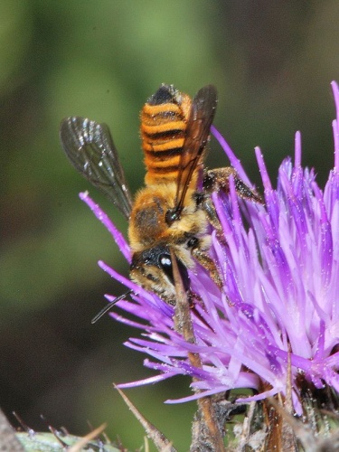 Megachile melanopyga © Gideon Pisanty (<a href="//commons.wikimedia.org/wiki/User:Gidip" title="User:Gidip">Gidip</a>)