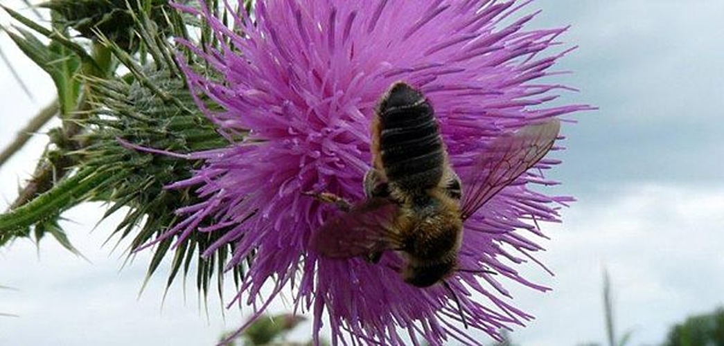 Megachile versicolor © <table style="width:100%; border:1px solid #aaa; background:#efd; text-align:center"><tbody><tr>
<td>
<a href="//commons.wikimedia.org/wiki/File:Aspitates_ochrearia.jpg" class="image"><img alt="Aspitates ochrearia.jpg" src="https://upload.wikimedia.org/wikipedia/commons/thumb/b/bc/Aspitates_ochrearia.jpg/55px-Aspitates_ochrearia.jpg" decoding="async" width="55" height="41" srcset="https://upload.wikimedia.org/wikipedia/commons/thumb/b/bc/Aspitates_ochrearia.jpg/83px-Aspitates_ochrearia.jpg 1.5x, https://upload.wikimedia.org/wikipedia/commons/thumb/b/bc/Aspitates_ochrearia.jpg/110px-Aspitates_ochrearia.jpg 2x" data-file-width="800" data-file-height="600"></a>
</td>
<td>This image is created by user <a rel="nofollow" class="external text" href="http://waarneming.nl/user/photos/10198">Conny Leijdekker-Winthorst</a> at <a rel="nofollow" class="external text" href="http://waarneming.nl/">waarneming.nl</a>, a source of nature observations in the Netherlands.
</td>
</tr></tbody></table>