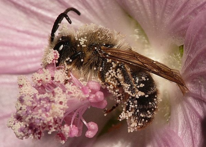 Melitta haemorrhoidalis © <table style="width:100%; border:1px solid #aaa; background:#efd; text-align:center"><tbody><tr>
<td>
<a href="//commons.wikimedia.org/wiki/File:Aspitates_ochrearia.jpg" class="image"><img alt="Aspitates ochrearia.jpg" src="https://upload.wikimedia.org/wikipedia/commons/thumb/b/bc/Aspitates_ochrearia.jpg/55px-Aspitates_ochrearia.jpg" decoding="async" width="55" height="41" srcset="https://upload.wikimedia.org/wikipedia/commons/thumb/b/bc/Aspitates_ochrearia.jpg/83px-Aspitates_ochrearia.jpg 1.5x, https://upload.wikimedia.org/wikipedia/commons/thumb/b/bc/Aspitates_ochrearia.jpg/110px-Aspitates_ochrearia.jpg 2x" data-file-width="800" data-file-height="600"></a>
</td>
<td>This image is created by user <a rel="nofollow" class="external text" href="http://waarneming.nl/user/photos/19474">Dick Belgers</a> at <a rel="nofollow" class="external text" href="http://waarneming.nl/">waarneming.nl</a>, a source of nature observations in the Netherlands.
</td>
</tr></tbody></table>