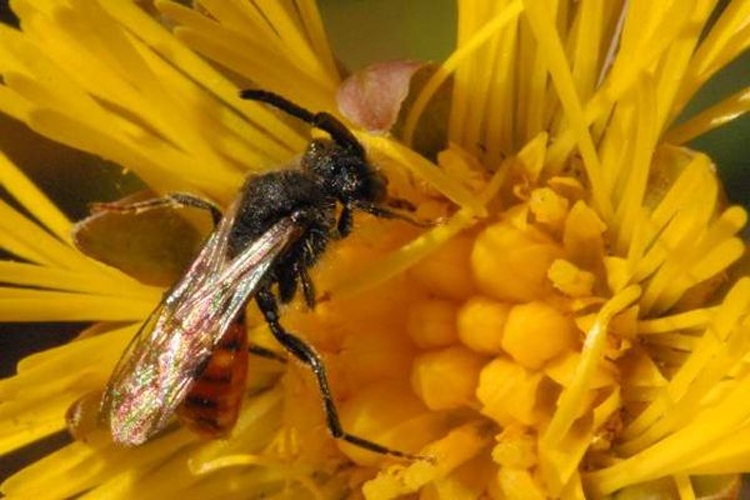 Nomada fabriciana © James K. Lindsey