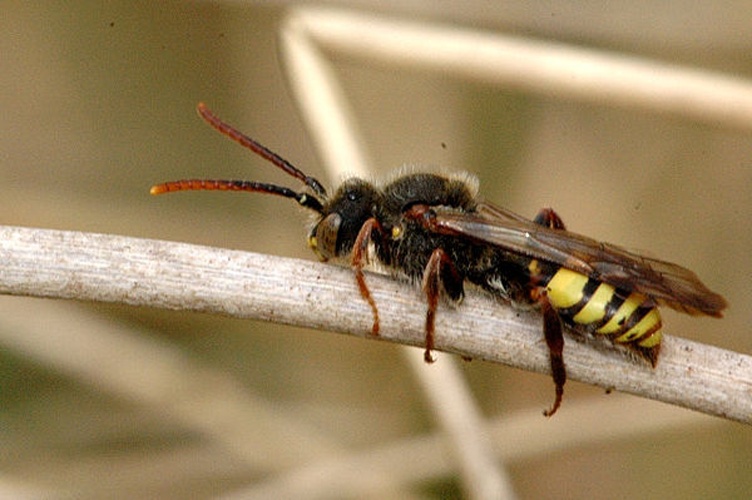Nomada flava © James K. Lindsey