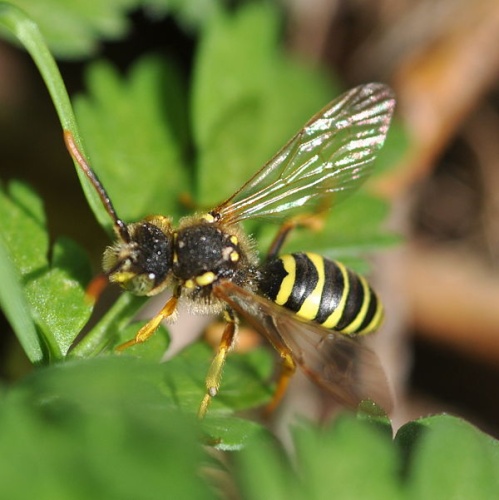 Nomada goodeniana &copy; <a href="//commons.wikimedia.org/wiki/User:Aiwok" title="User:Aiwok">Aiwok</a>