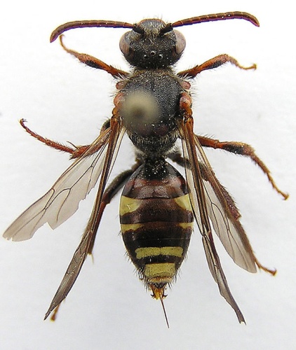 Nomada leucophthalma © Tomi Salin