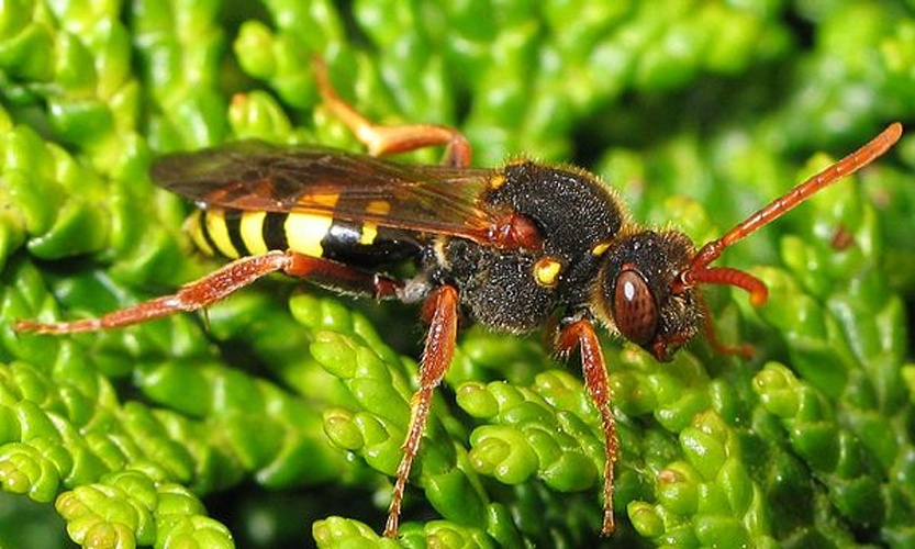 Nomada marshamella &copy; 