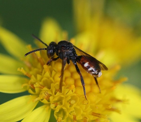 Nomada obtusifrons © <a href="//commons.wikimedia.org/w/index.php?title=User:Sandy_Rae&amp;action=edit&amp;redlink=1" class="new" title="User:Sandy Rae (page does not exist)">Sandy Rae</a>