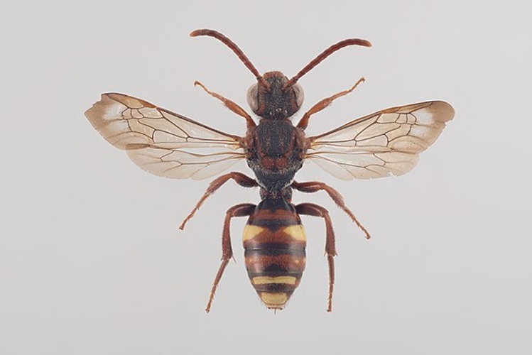 Nomada opaca © Arnstein Staverløkk