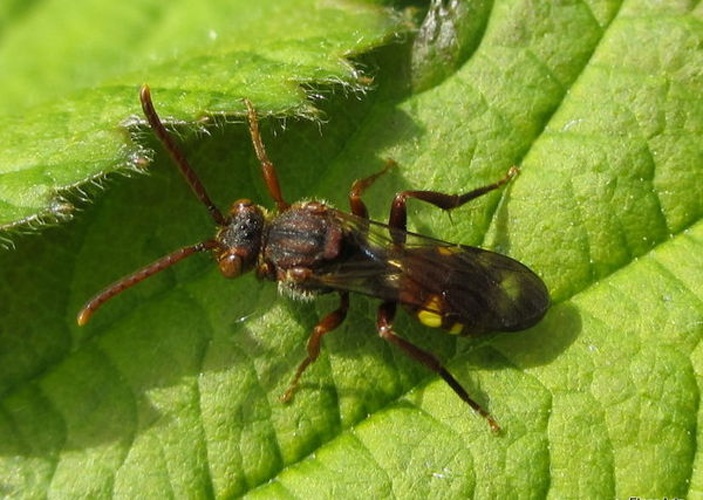 Nomada panzeri &copy; <table style="width:100%; border:1px solid #aaa; background:#efd; text-align:center"><tbody><tr>
<td>
<a href="//commons.wikimedia.org/wiki/File:Aspitates_ochrearia.jpg" class="image"><img alt="Aspitates ochrearia.jpg" src="https://upload.wikimedia.org/wikipedia/commons/thumb/b/bc/Aspitates_ochrearia.jpg/55px-Aspitates_ochrearia.jpg" decoding="async" width="55" height="41" srcset="https://upload.wikimedia.org/wikipedia/commons/thumb/b/bc/Aspitates_ochrearia.jpg/83px-Aspitates_ochrearia.jpg 1.5x, https://upload.wikimedia.org/wikipedia/commons/thumb/b/bc/Aspitates_ochrearia.jpg/110px-Aspitates_ochrearia.jpg 2x" data-file-width="800" data-file-height="600"></a>
</td>
<td>This image is created by user <a rel="nofollow" class="external text" href="http://waarneming.nl/user/photos/9803">Floor Arts</a> at <a rel="nofollow" class="external text" href="http://waarneming.nl/">waarneming.nl</a>, a source of nature observations in the Netherlands.
</td>
</tr></tbody></table>
