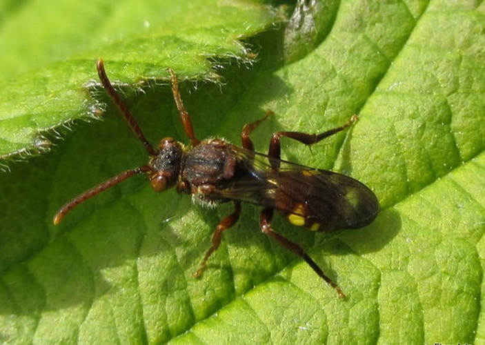 Nomada panzeri © <table style="width:100%; border:1px solid #aaa; background:#efd; text-align:center"><tbody><tr>
<td>
<a href="//commons.wikimedia.org/wiki/File:Aspitates_ochrearia.jpg" class="image"><img alt="Aspitates ochrearia.jpg" src="https://upload.wikimedia.org/wikipedia/commons/thumb/b/bc/Aspitates_ochrearia.jpg/55px-Aspitates_ochrearia.jpg" decoding="async" width="55" height="41" srcset="https://upload.wikimedia.org/wikipedia/commons/thumb/b/bc/Aspitates_ochrearia.jpg/83px-Aspitates_ochrearia.jpg 1.5x, https://upload.wikimedia.org/wikipedia/commons/thumb/b/bc/Aspitates_ochrearia.jpg/110px-Aspitates_ochrearia.jpg 2x" data-file-width="800" data-file-height="600"></a>
</td>
<td>This image is created by user <a rel="nofollow" class="external text" href="http://waarneming.nl/user/photos/9803">Floor Arts</a> at <a rel="nofollow" class="external text" href="http://waarneming.nl/">waarneming.nl</a>, a source of nature observations in the Netherlands.
</td>
</tr></tbody></table>