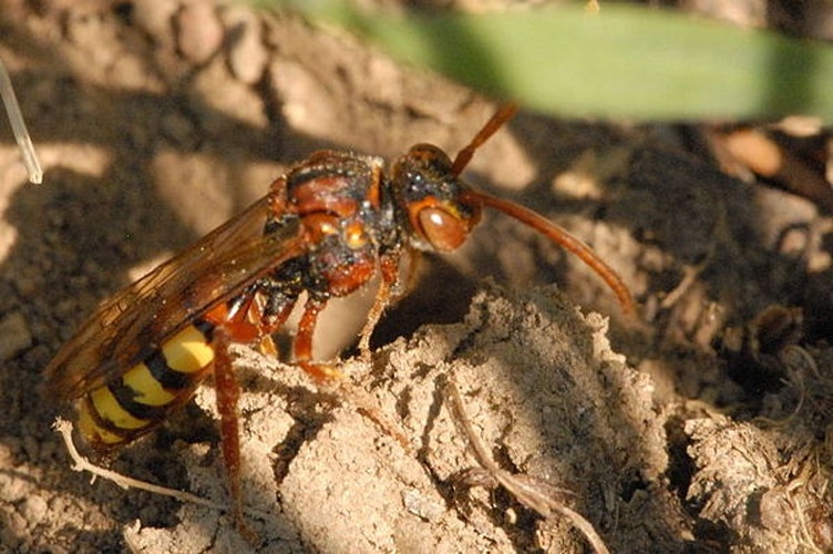 Nomada ruficornis © James K. Lindsey