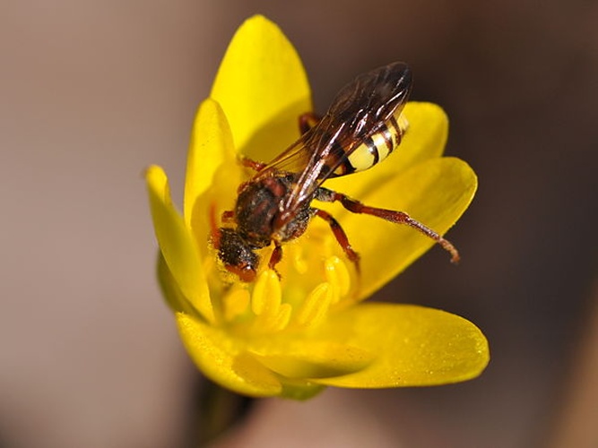 Nomada signata © <a href="//commons.wikimedia.org/wiki/User:Aiwok" title="User:Aiwok">Aiwok</a>