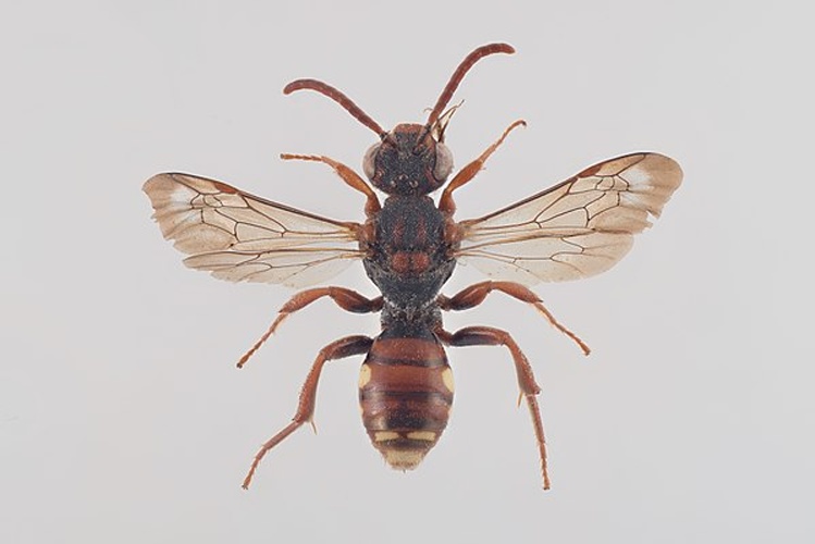Nomada striata &copy; Arnstein Staverløkk