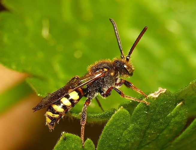 Nomada zonata © <table style="width:100%; border:1px solid #aaa; background:#efd; text-align:center"><tbody><tr>
<td>
<a href="//commons.wikimedia.org/wiki/File:Aspitates_ochrearia.jpg" class="image"><img alt="Aspitates ochrearia.jpg" src="https://upload.wikimedia.org/wikipedia/commons/thumb/b/bc/Aspitates_ochrearia.jpg/55px-Aspitates_ochrearia.jpg" decoding="async" width="55" height="41" srcset="https://upload.wikimedia.org/wikipedia/commons/thumb/b/bc/Aspitates_ochrearia.jpg/83px-Aspitates_ochrearia.jpg 1.5x, https://upload.wikimedia.org/wikipedia/commons/thumb/b/bc/Aspitates_ochrearia.jpg/110px-Aspitates_ochrearia.jpg 2x" data-file-width="800" data-file-height="600"></a>
</td>
<td>This image is created by user <a rel="nofollow" class="external text" href="http://waarneming.nl/user/photos/19474">Dick Belgers</a> at <a rel="nofollow" class="external text" href="http://waarneming.nl/">waarneming.nl</a>, a source of nature observations in the Netherlands.
</td>
</tr></tbody></table>