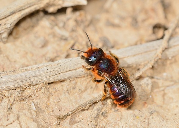 Osmia ferruginea &copy; Gideon Pisanty (<a href="//commons.wikimedia.org/wiki/User:Gidip" title="User:Gidip">Gidip</a>) גדעון פיזנטי