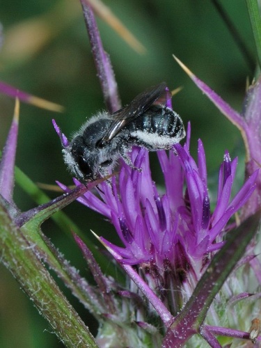 Osmia niveata © Gideon Pisanty (<a href="//commons.wikimedia.org/wiki/User:Gidip" title="User:Gidip">Gidip</a>)