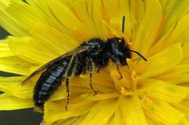 Panurgus banksianus © James K. Lindsey