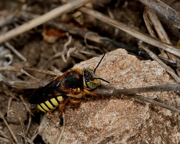 Rhodanthidium septemdentatum &copy; Gideon Pisanty (<a href="//commons.wikimedia.org/wiki/User:Gidip" title="User:Gidip">Gidip</a>) גדעון פיזנטי