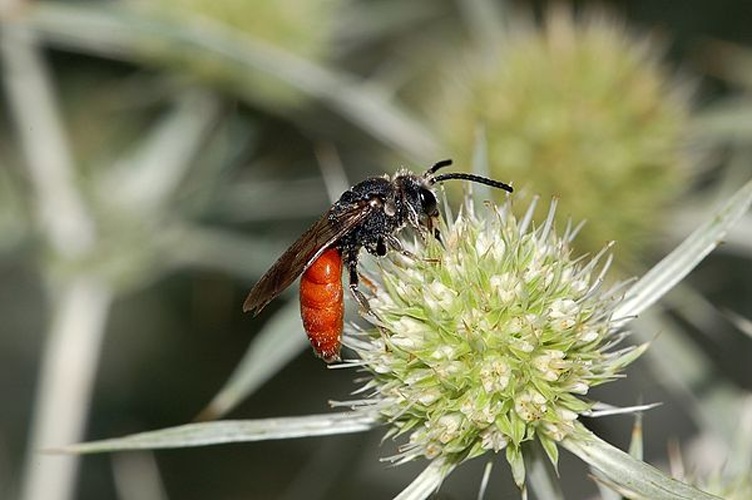 Sphecodes albilabris &copy; <a href="//commons.wikimedia.org/wiki/User:Dysmachus" title="User:Dysmachus">Fritz Geller-Grimm</a>