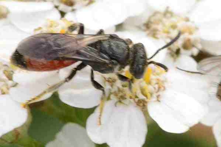 Sphecodes ferruginatus &copy; James K. Lindsey