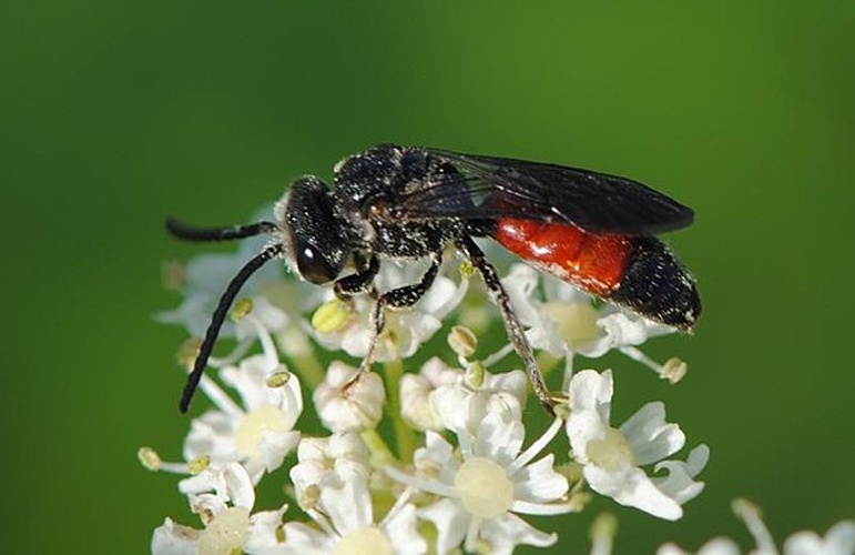 Sphecodes gibbus © <table style="width:100%; border:1px solid #aaa; background:#efd; text-align:center"><tbody><tr>
<td>
<a href="//commons.wikimedia.org/wiki/File:Aspitates_ochrearia.jpg" class="image"><img alt="Aspitates ochrearia.jpg" src="https://upload.wikimedia.org/wikipedia/commons/thumb/b/bc/Aspitates_ochrearia.jpg/55px-Aspitates_ochrearia.jpg" decoding="async" width="55" height="41" srcset="https://upload.wikimedia.org/wikipedia/commons/thumb/b/bc/Aspitates_ochrearia.jpg/83px-Aspitates_ochrearia.jpg 1.5x, https://upload.wikimedia.org/wikipedia/commons/thumb/b/bc/Aspitates_ochrearia.jpg/110px-Aspitates_ochrearia.jpg 2x" data-file-width="800" data-file-height="600"></a>
</td>
<td>This image is created by user <a rel="nofollow" class="external text" href="http://waarneming.nl/user/photos/41910">Rick Geling</a> at <a rel="nofollow" class="external text" href="http://waarneming.nl/">waarneming.nl</a>, a source of nature observations in the Netherlands.
</td>
</tr></tbody></table>