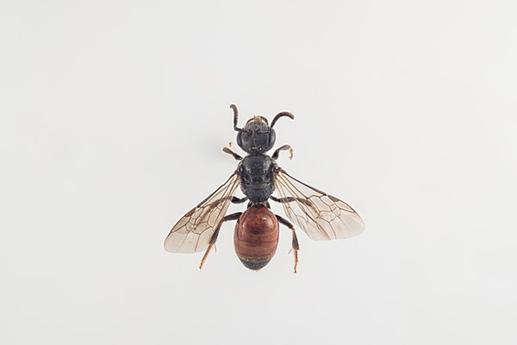 Sphecodes hyalinatus © Arnstein Staverløkk/Norsk institutt for naturforskning