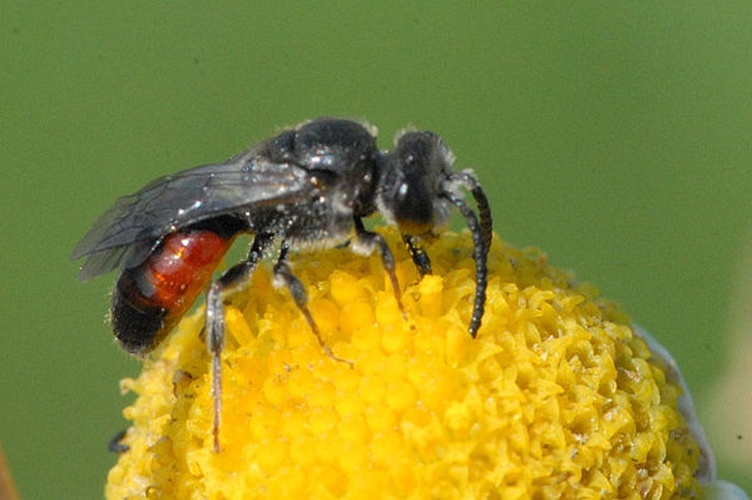 Sphecodes monilicornis © James K. Lindsey