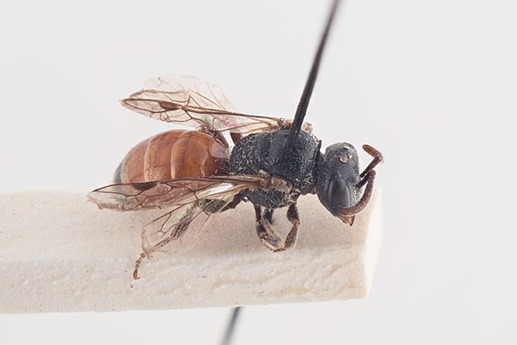 Sphecodes puncticeps © Arnstein Staverløkk/Norsk institutt for naturforskning