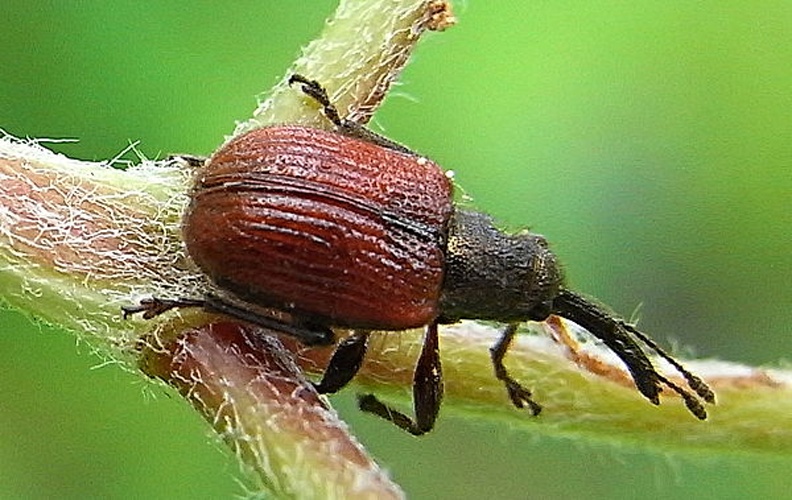 Tatianaerhynchites aequatus © <a href="//commons.wikimedia.org/wiki/User:Siga" title="User:Siga">Siga</a>