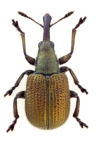Involvulus cupreus &copy; John Hallmén