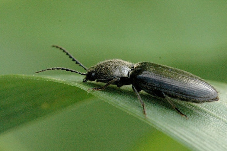 Agriotes gallicus © James K. Lindsey