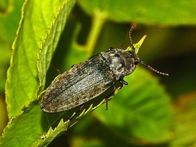 Agrypnus murinus &copy; <a href="//commons.wikimedia.org/wiki/User:Hectonichus" title="User:Hectonichus">Hectonichus</a>