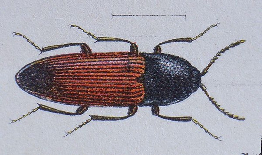 Ampedus balteatus © <bdi><a href="https://en.wikipedia.org/wiki/en:Edmund_Reitter" class="extiw" title="w:en:Edmund Reitter">Edmund Reitter</a>
</bdi>