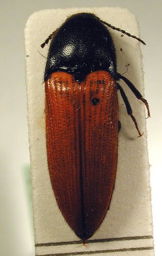 Ampedus cinnaberinus &copy; M. Virtala