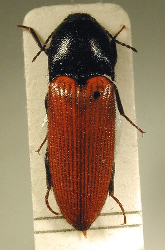 Ampedus pomonae &copy; M. Virtala