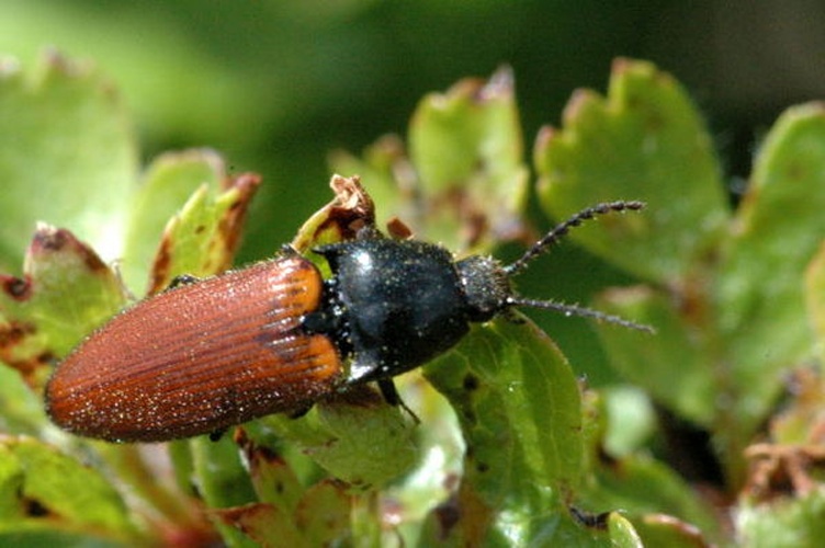 Ampedus pomorum &copy; James K. Lindsey